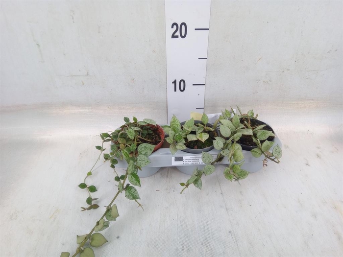 <h4>Planten   ... L%</h4>