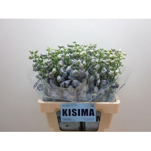 Delphinium el guardian lavender