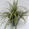 Carex hachijoensis Evergold