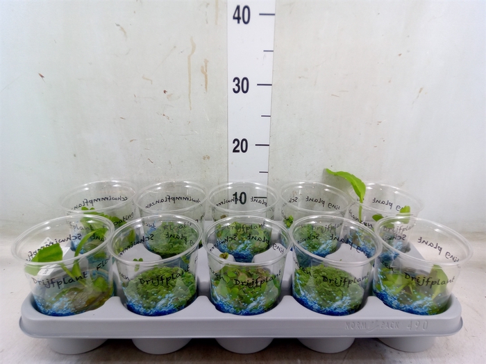 <h4>Drijfplanten   ...mix</h4>