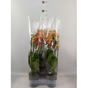 Phalaenopsis multi. 'Ant Bolgheri'