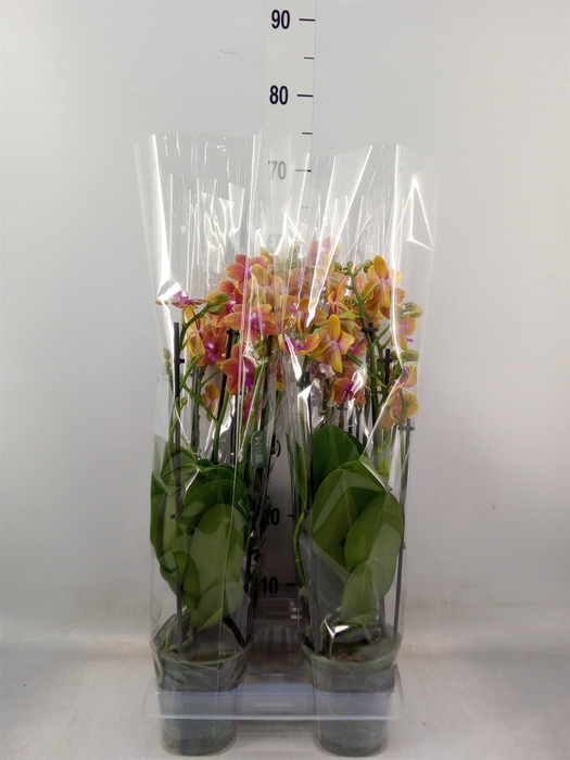 <h4>Phalaenopsis multi. 'Ant Bolgheri'</h4>