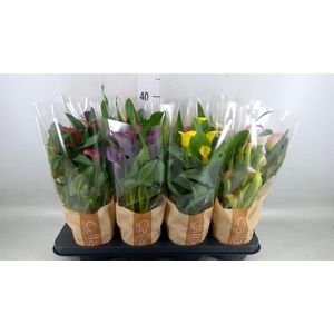 Zantedeschia   ...mix 6