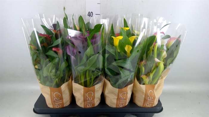 <h4>Zantedeschia   ...mix 6</h4>