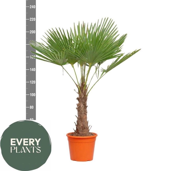 <h4>TRACHYC FORTUNEI</h4>