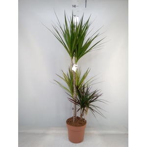 Dracaena marg.   ..mix 3