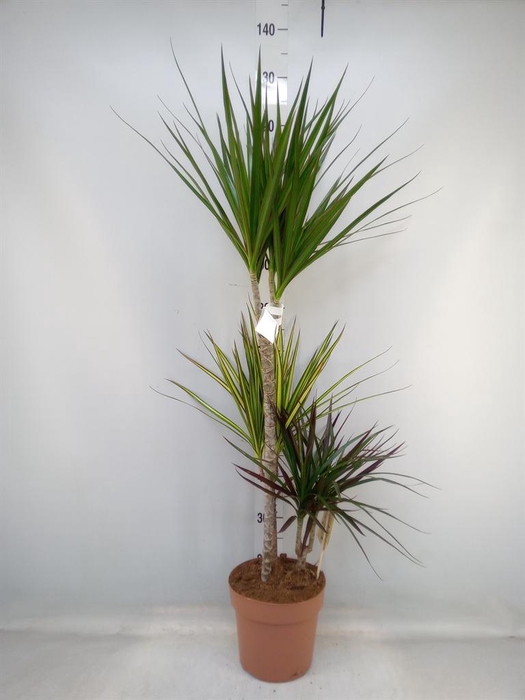 <h4>Dracaena marg.   ..mix 3</h4>