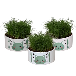 Kattenvoerbak in 3 kleuren met Cyperus alternifolius Zumula