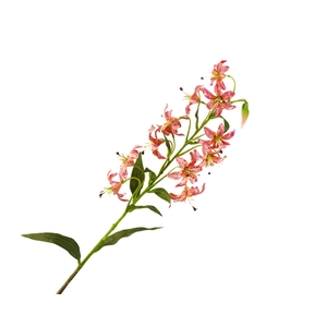 Lilium Botanical Pink