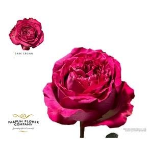 Rosa Garden Dark Crown