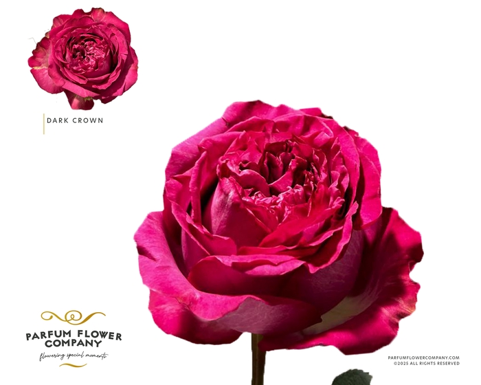 <h4>Rosa Garden Dark Crown</h4>