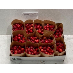 MALUS RED SENTIN BAK