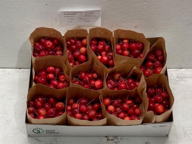 <h4>MALUS RED SENTIN BAK</h4>