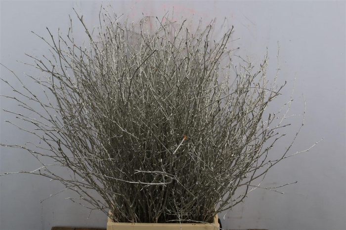 Berk 70cm Gl Platina Pbs