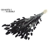Lagurus Premium per bunch Black