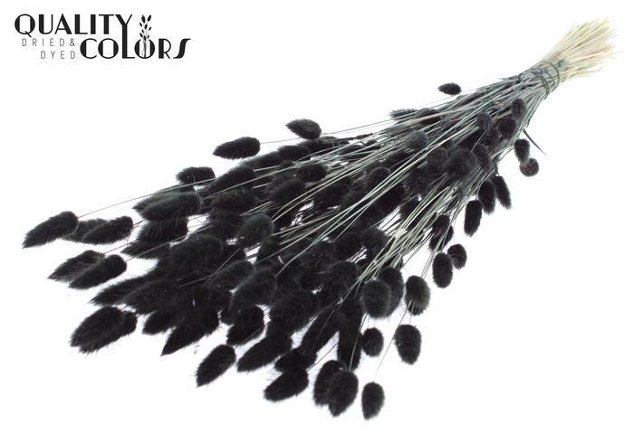 Lagurus Premium per bunch Black