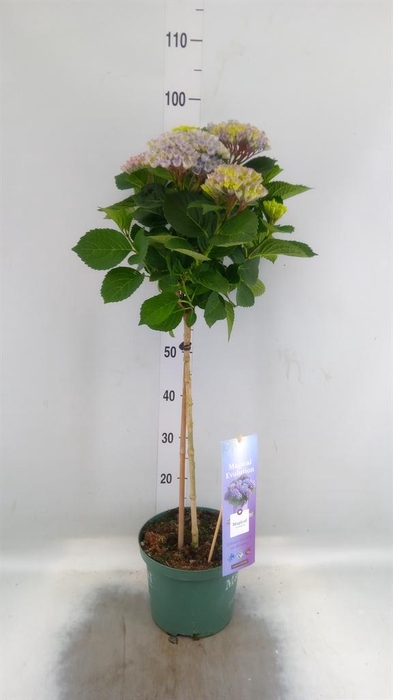 <h4>Hydrangea mac. 'Magical Revolution'</h4>