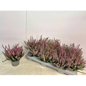 CALLU CAL NOVA ROSA