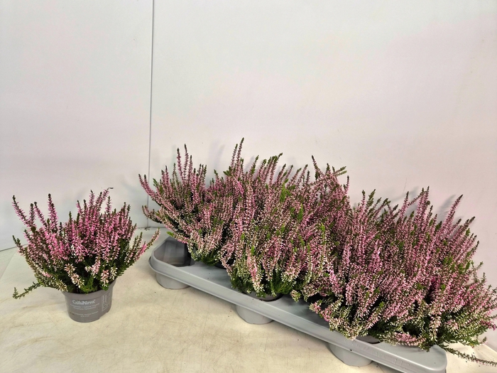 <h4>CALLU CAL NOVA ROSA</h4>