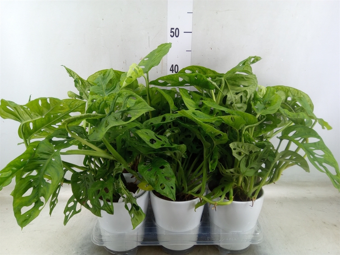 <h4>Monstera obliqua 'Leichtlinii'</h4>