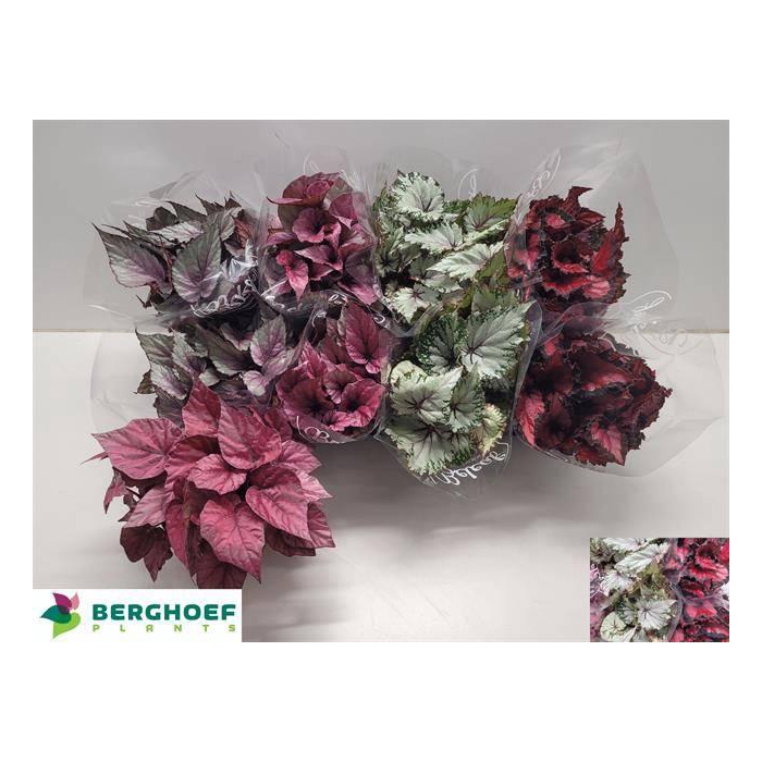 <h4>BEG BEL GEM</h4>