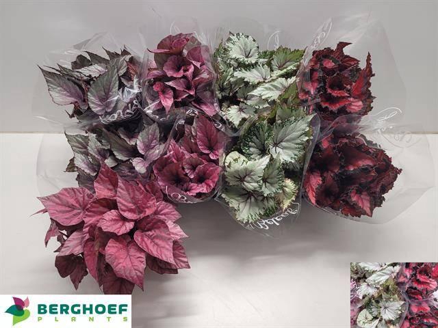 <h4>BEG BEL GEM</h4>