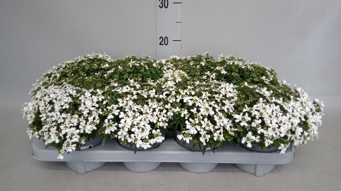 <h4>Iberis semp.</h4>