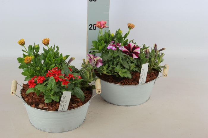 <h4>ARR TUINPLANTEN</h4>