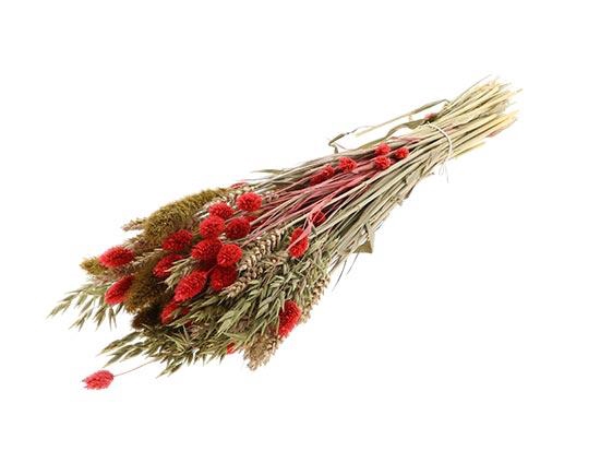 Bunch Dutch Grass Garden