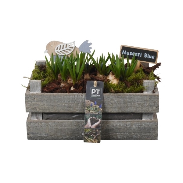 <h4>PTMB1104 Arrangement Muscari in hout kist</h4>