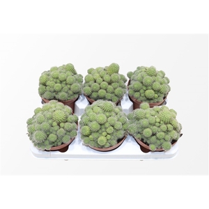 Rebutia Flavistyla