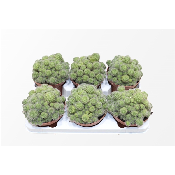 <h4>Rebutia Flavistyla</h4>