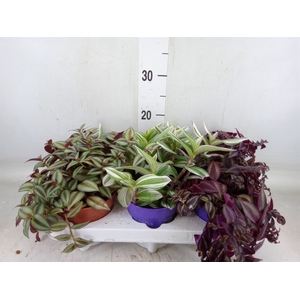 Tradescantia   ...mix