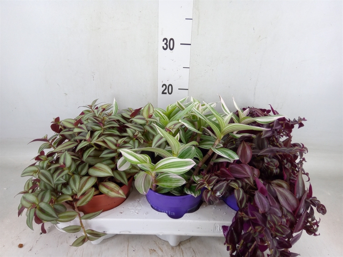 <h4>Tradescantia   ...mix</h4>