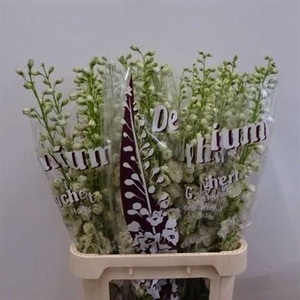 Delph El Dewi Siberia White