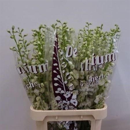 <h4>Delph El Dewi Siberia White</h4>