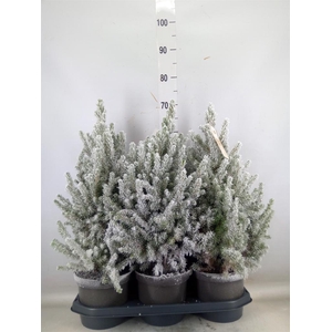 Picea glauca 'December'