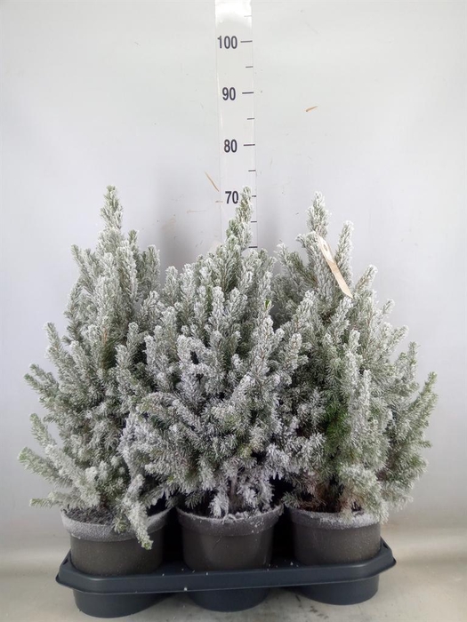 <h4>Picea glauca 'December'</h4>