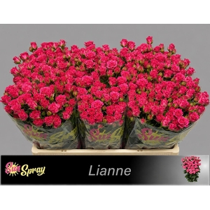 R TR LIANNE