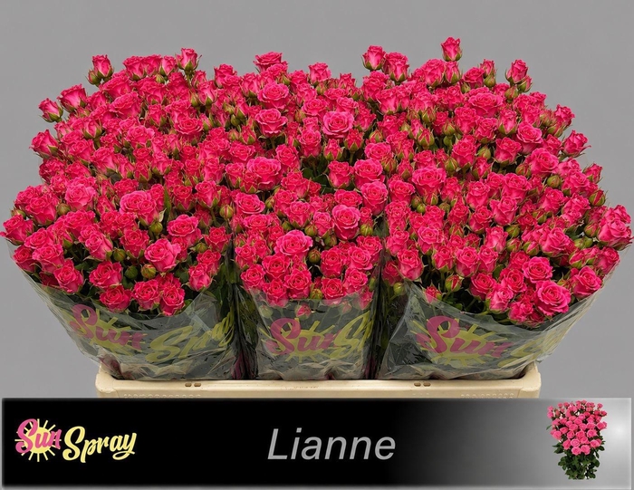 <h4>R TR LIANNE</h4>