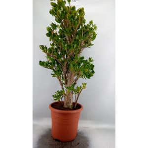Crassula ovata