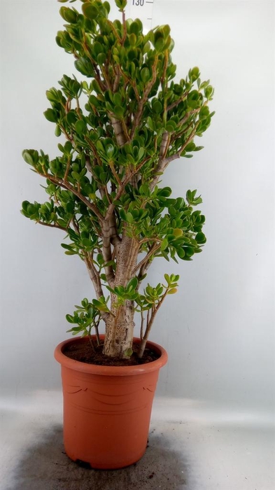 <h4>Crassula ovata</h4>
