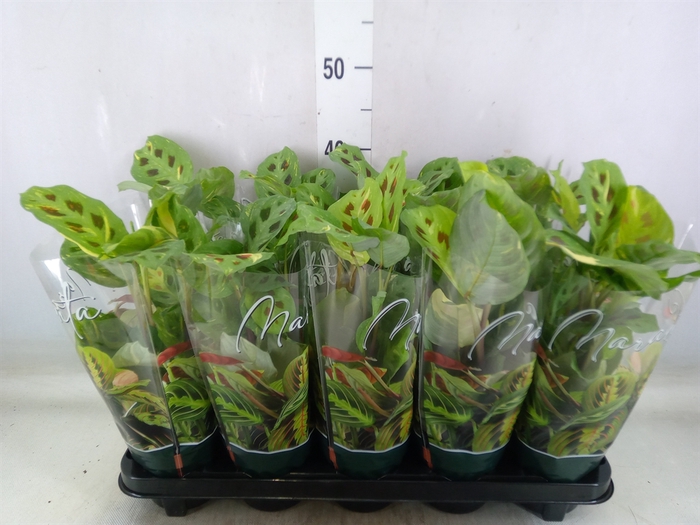 <h4>Maranta leuc. 'Fiesta'</h4>