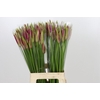 Nerine Mister Nick