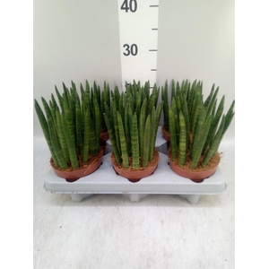 Sansevieria cyl.  ...
