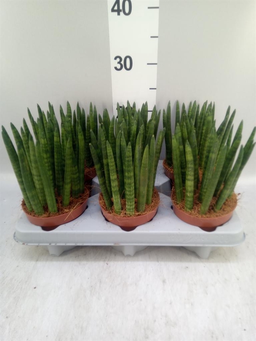 <h4>Sansevieria cyl.  ...</h4>