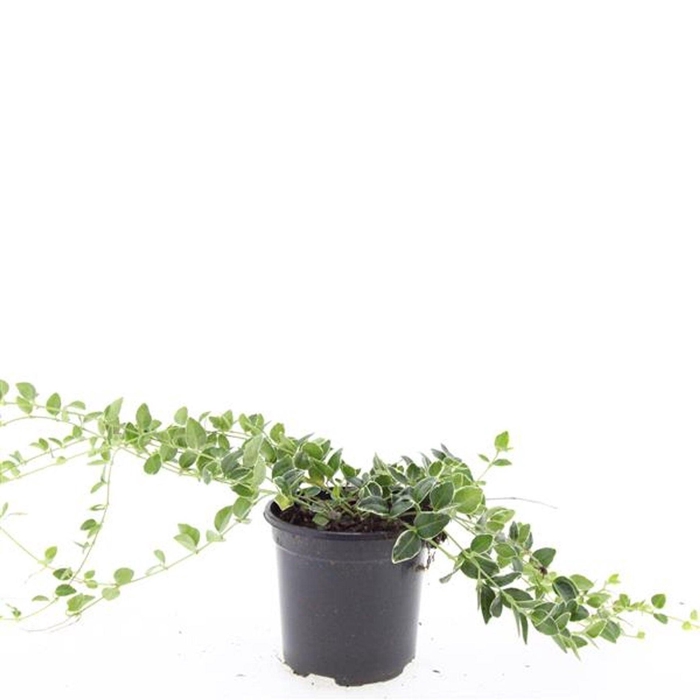 <h4>Vinca minor</h4>