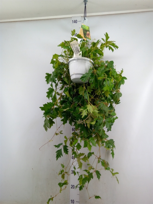 <h4>Cissus rhombifolia 'Ellen Danica'</h4>