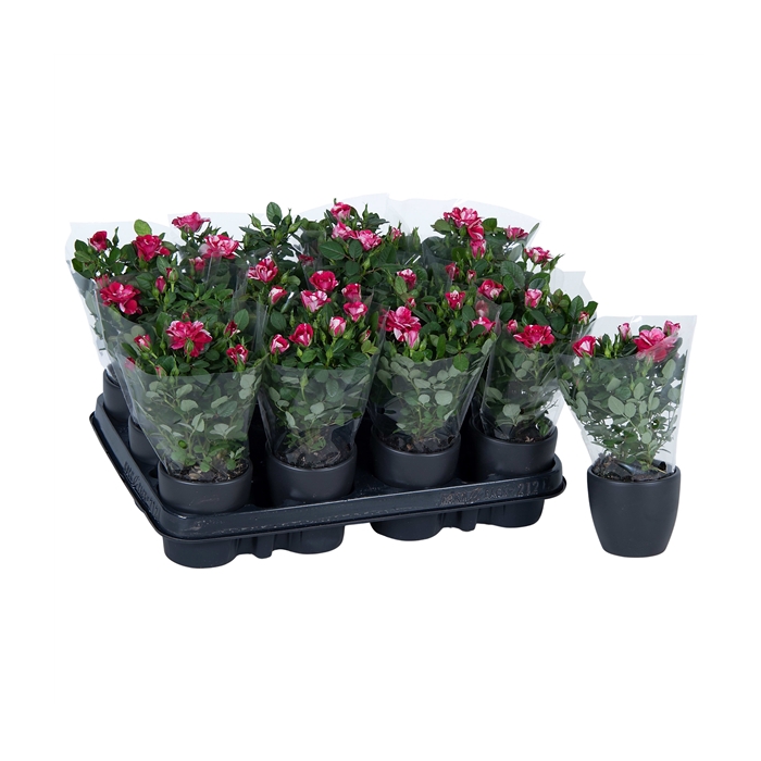 <h4>Nolina Special Roses Ø 7 cm Gigi Anthracite ceramics</h4>