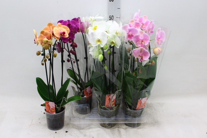 <h4>PHAL EL CASCADE</h4>